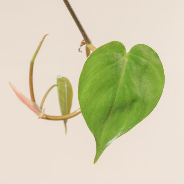 Philodendron scandens