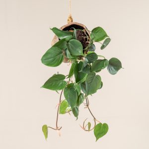 Philodendron scandens