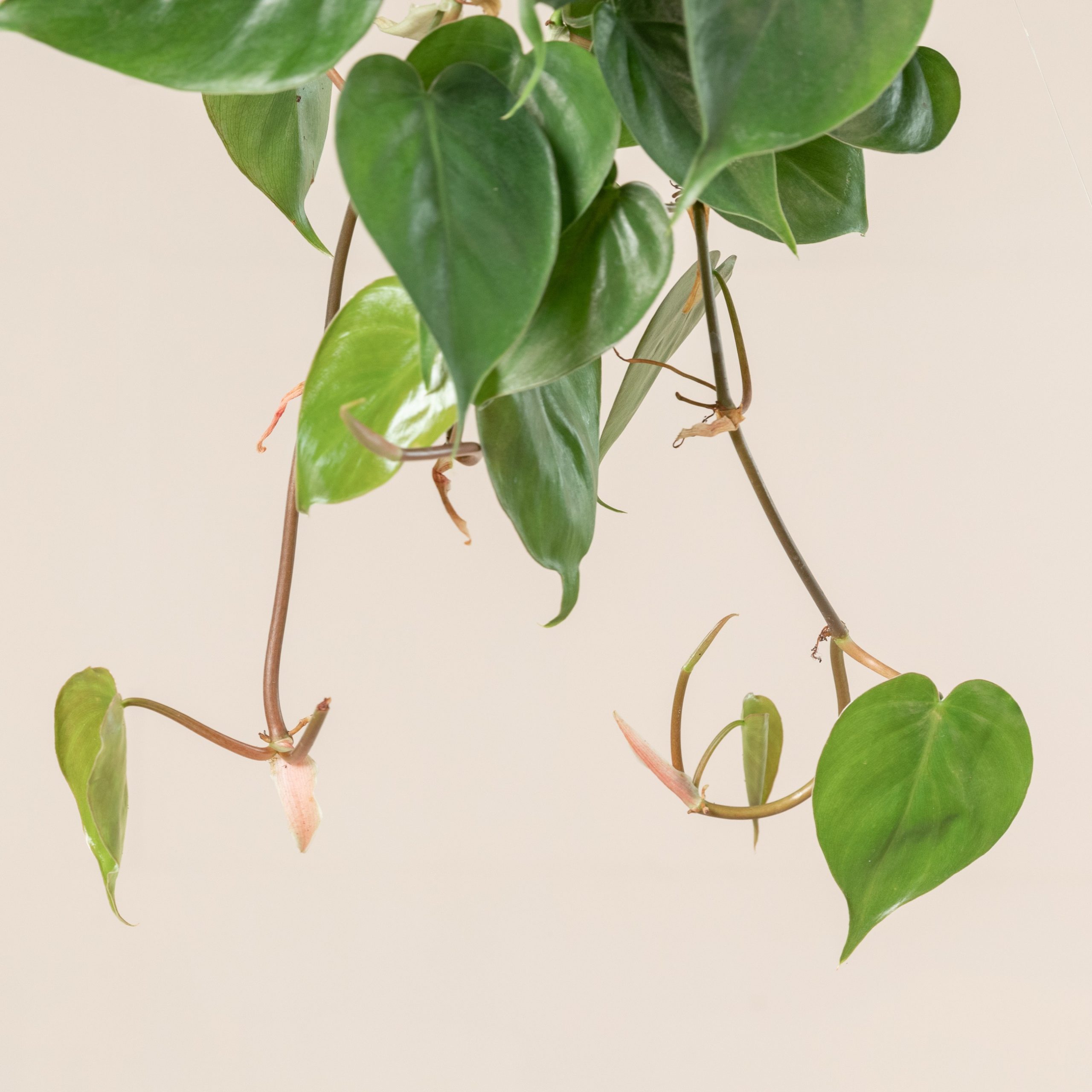 No.06⁄-TGK-⁄Philodendron scandens oxycardium ` White Phantom, image size:2560x2560
