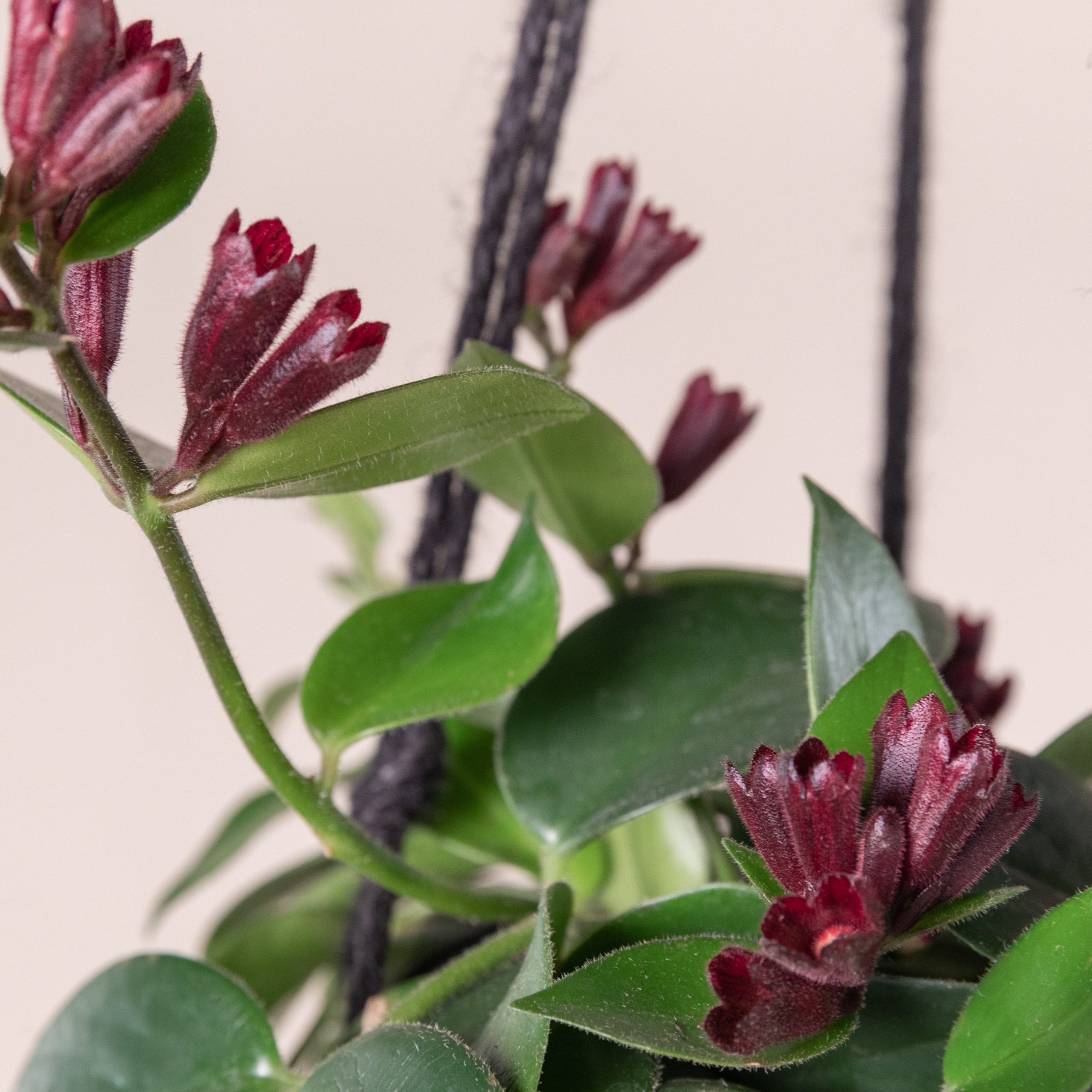 Aeschynanthus 'Mona Lisa'