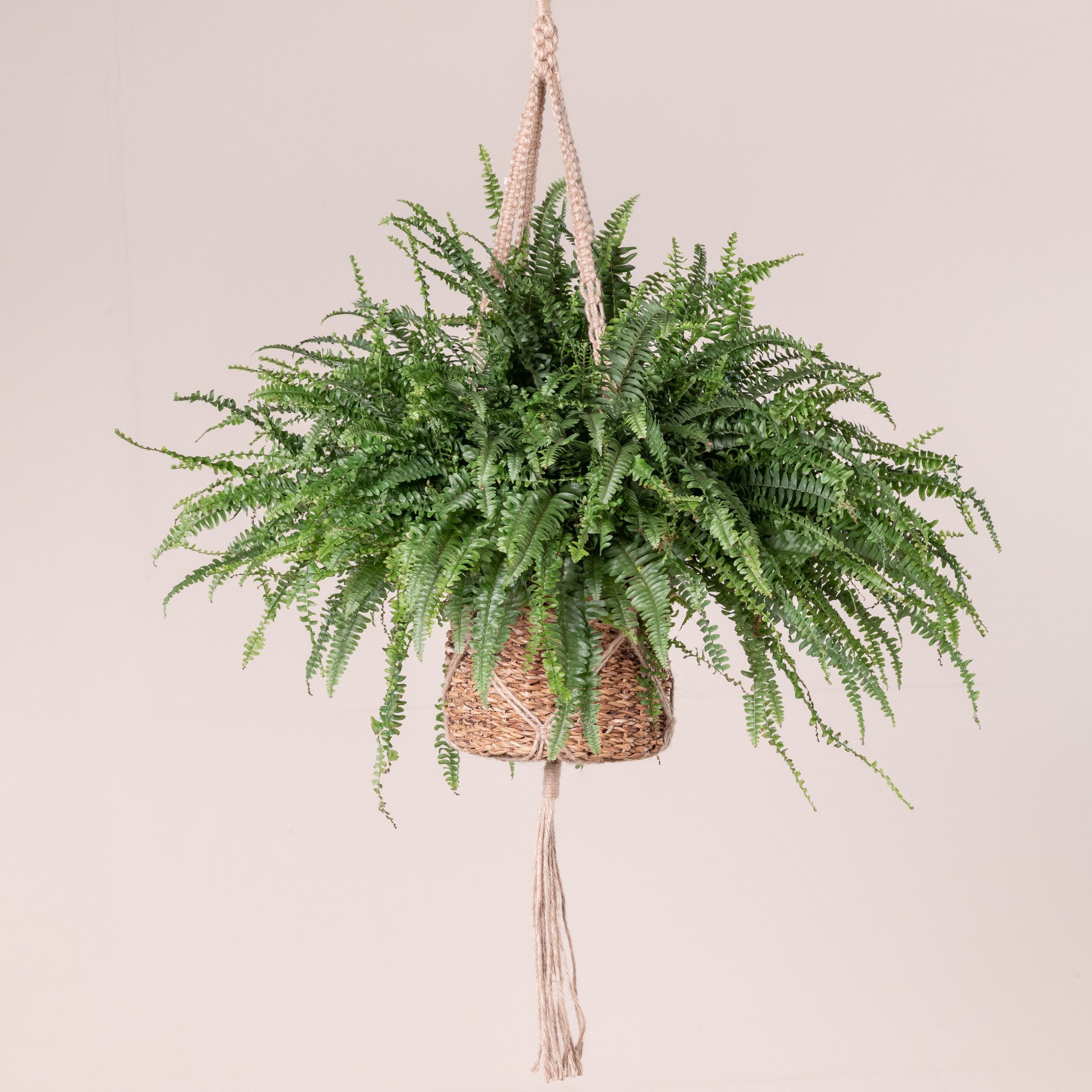 Nephrolepis exaltata 'Green Lady' | The Palm Centre
