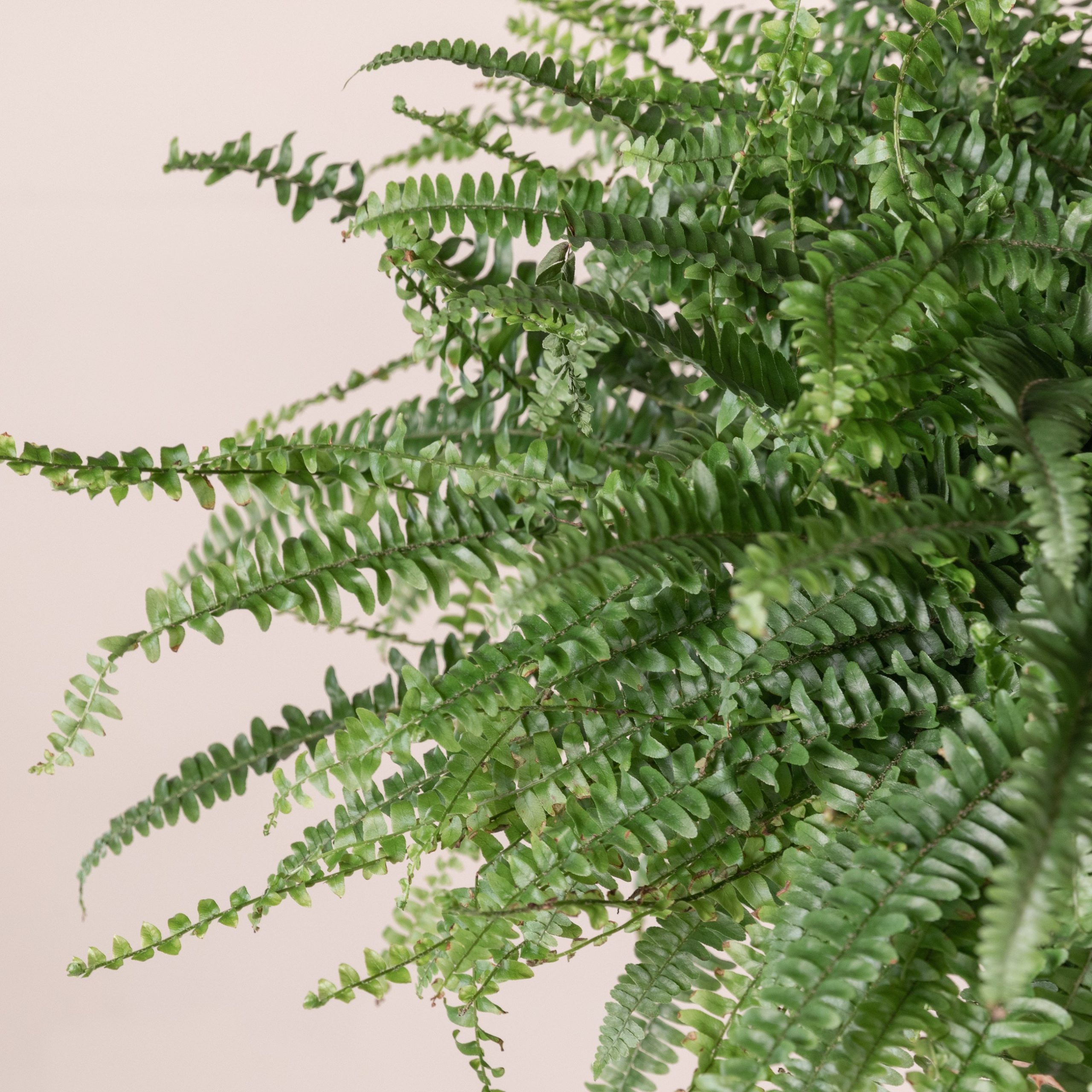 Nephrolepis exaltata 'Green Lady'