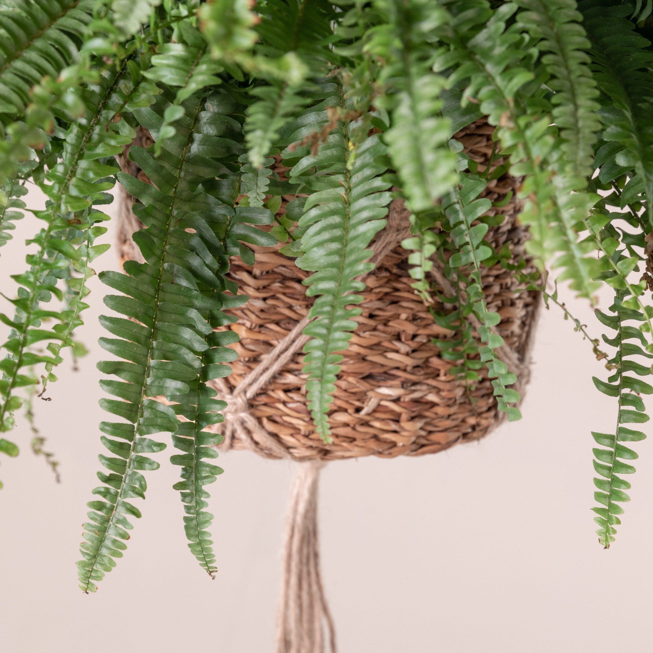 Nephrolepis exaltata 'Green Lady'
