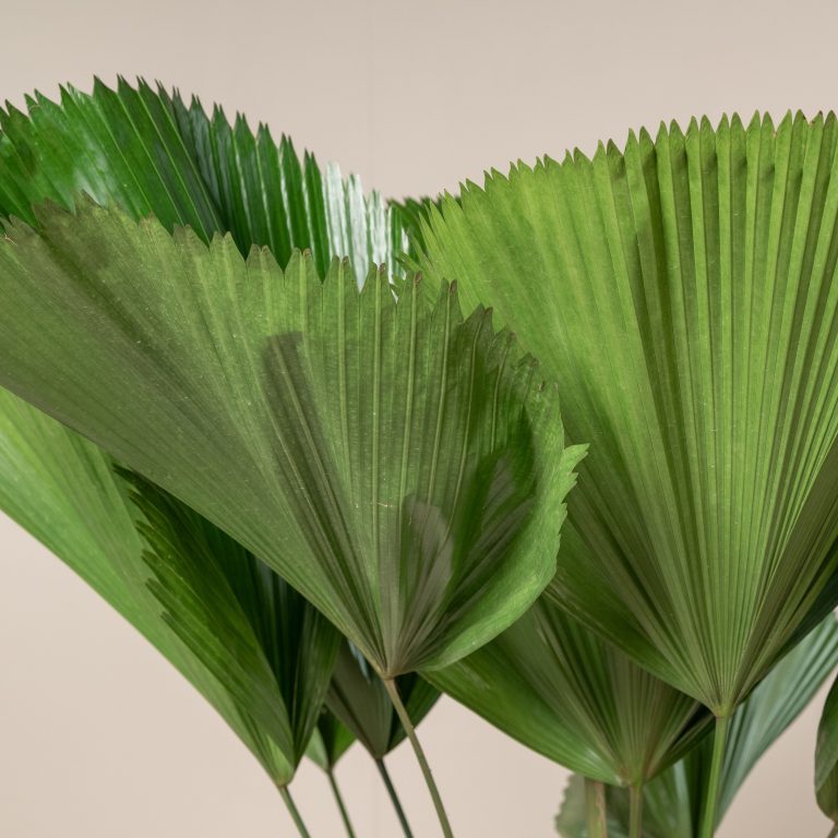 Licuala grandis