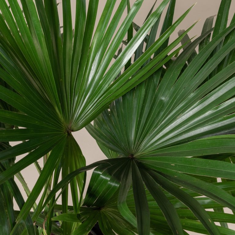 Livistona chinensis