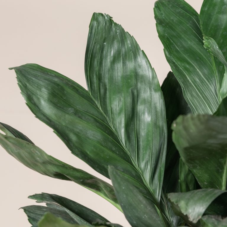 Chamaedorea metallica