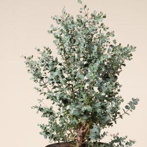 Eucalyptus gunnii