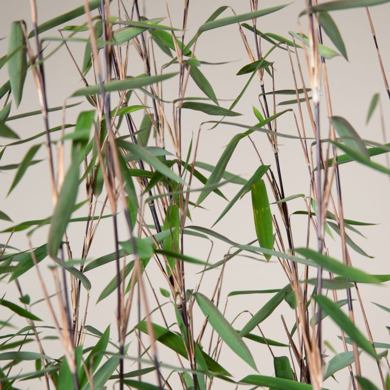 Fargesia nitida 'Black pearl' - Fountain bamboo | The Palm Centre