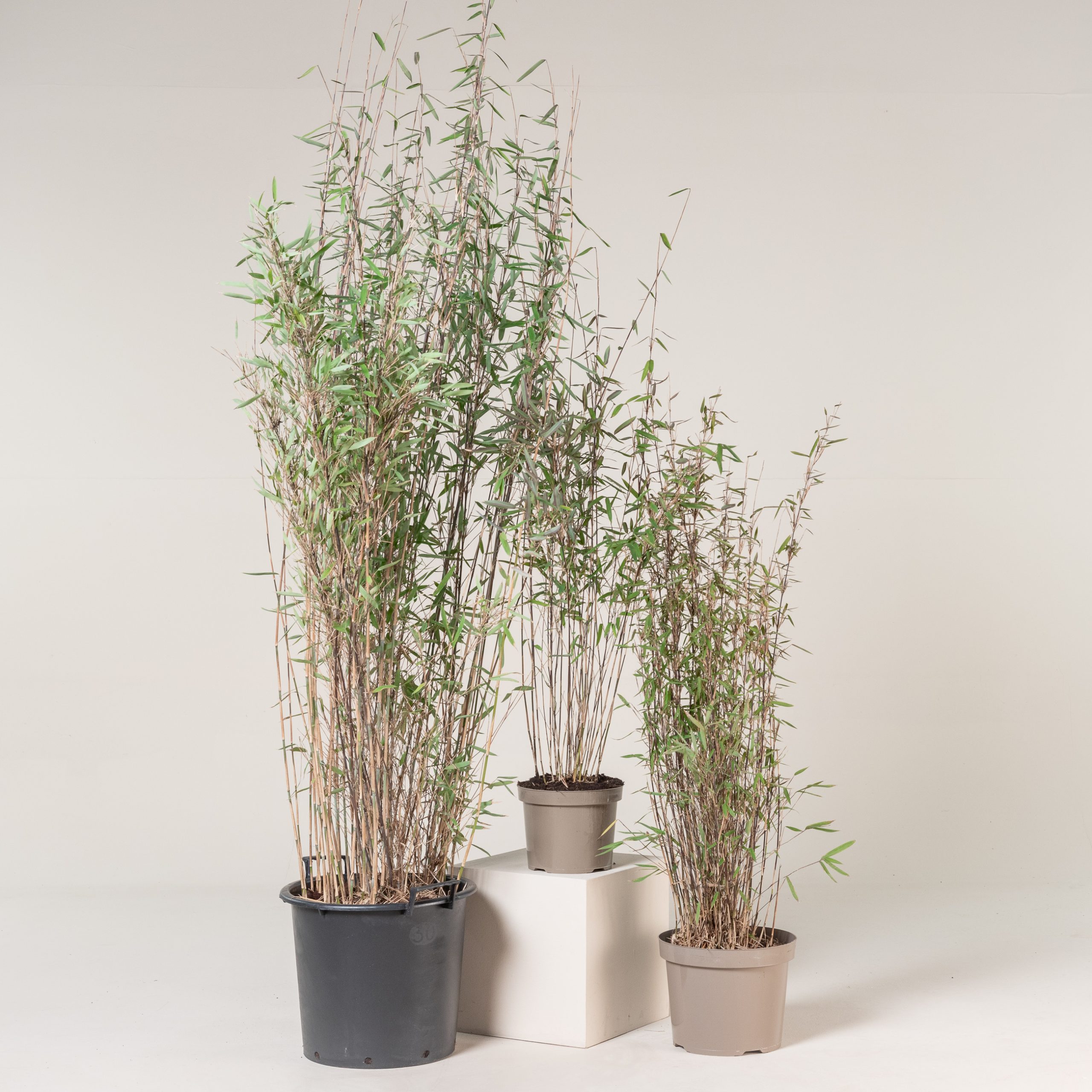 Fargesia nitida 'Black pearl' - Fountain bamboo | The Palm Centre