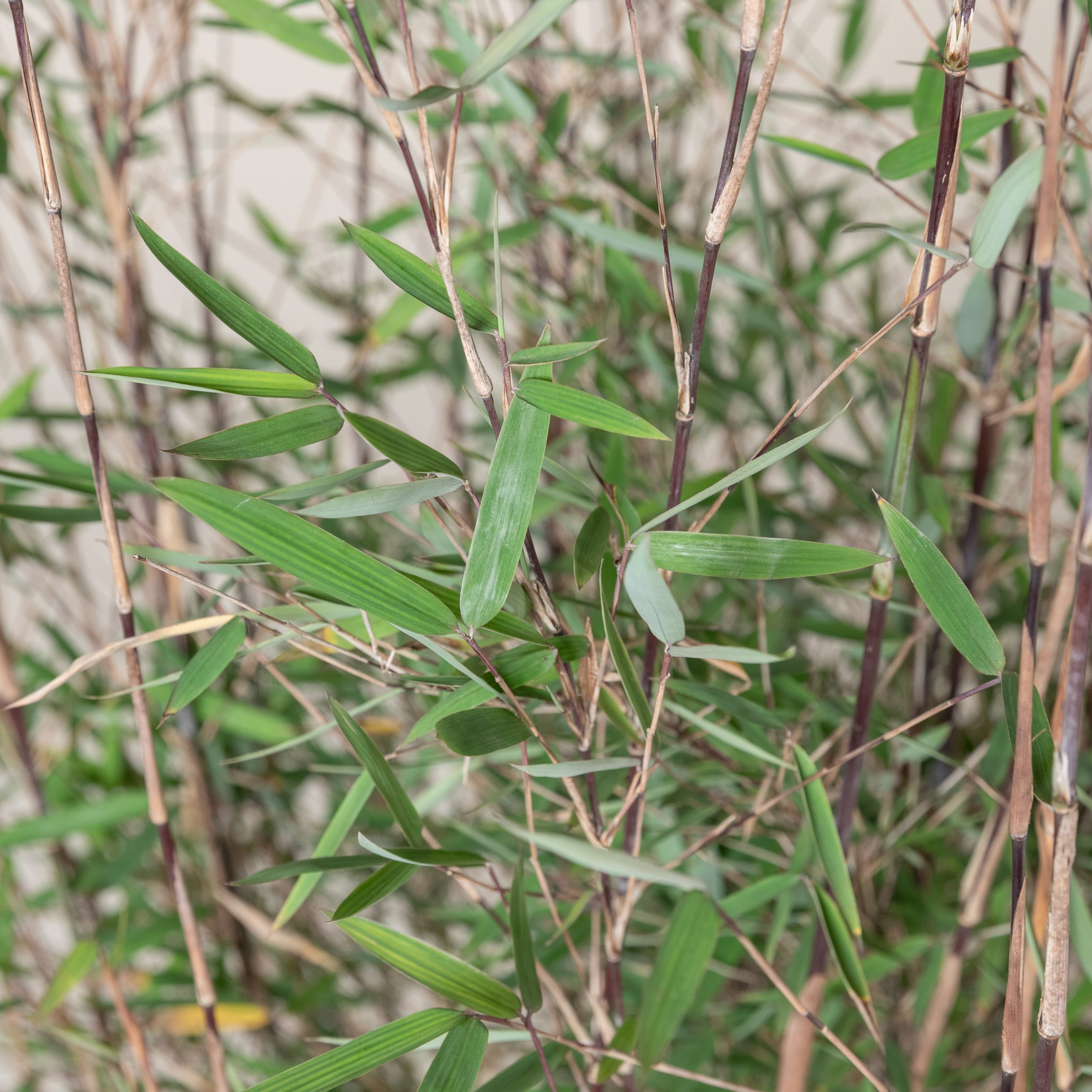 Fargesia jiuzhaigou 'Deep Purple'- Red Panda bamboo | The Palm Centre