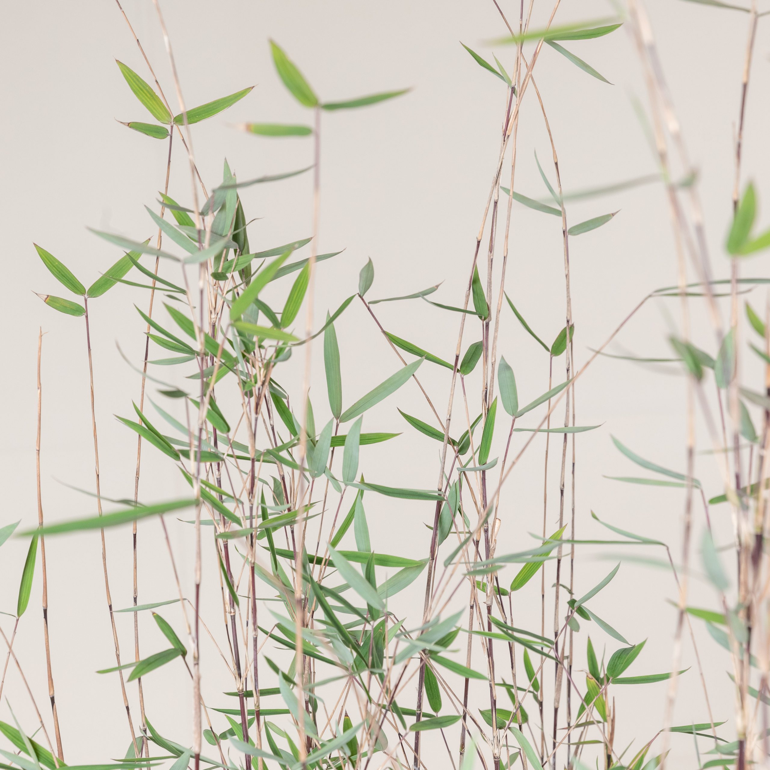 Fargesia jiuzhaigou 'Deep Purple'- Red Panda bamboo | The Palm Centre