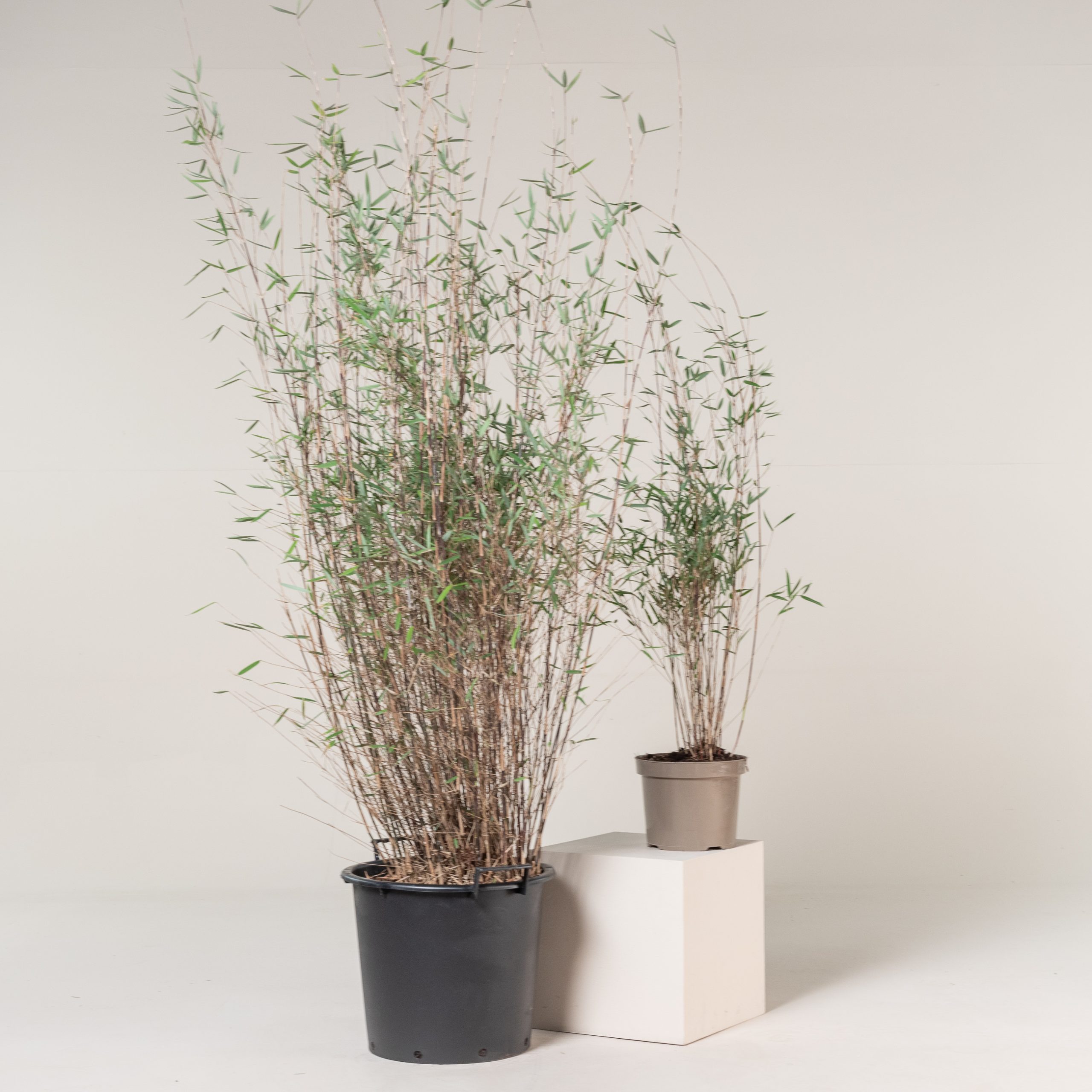 farn als bodendecker Selaginella Martensji Moosfarn, Terrarien Pflanzen Regenwald Terrarium –  Tims-Terraristik main image 0