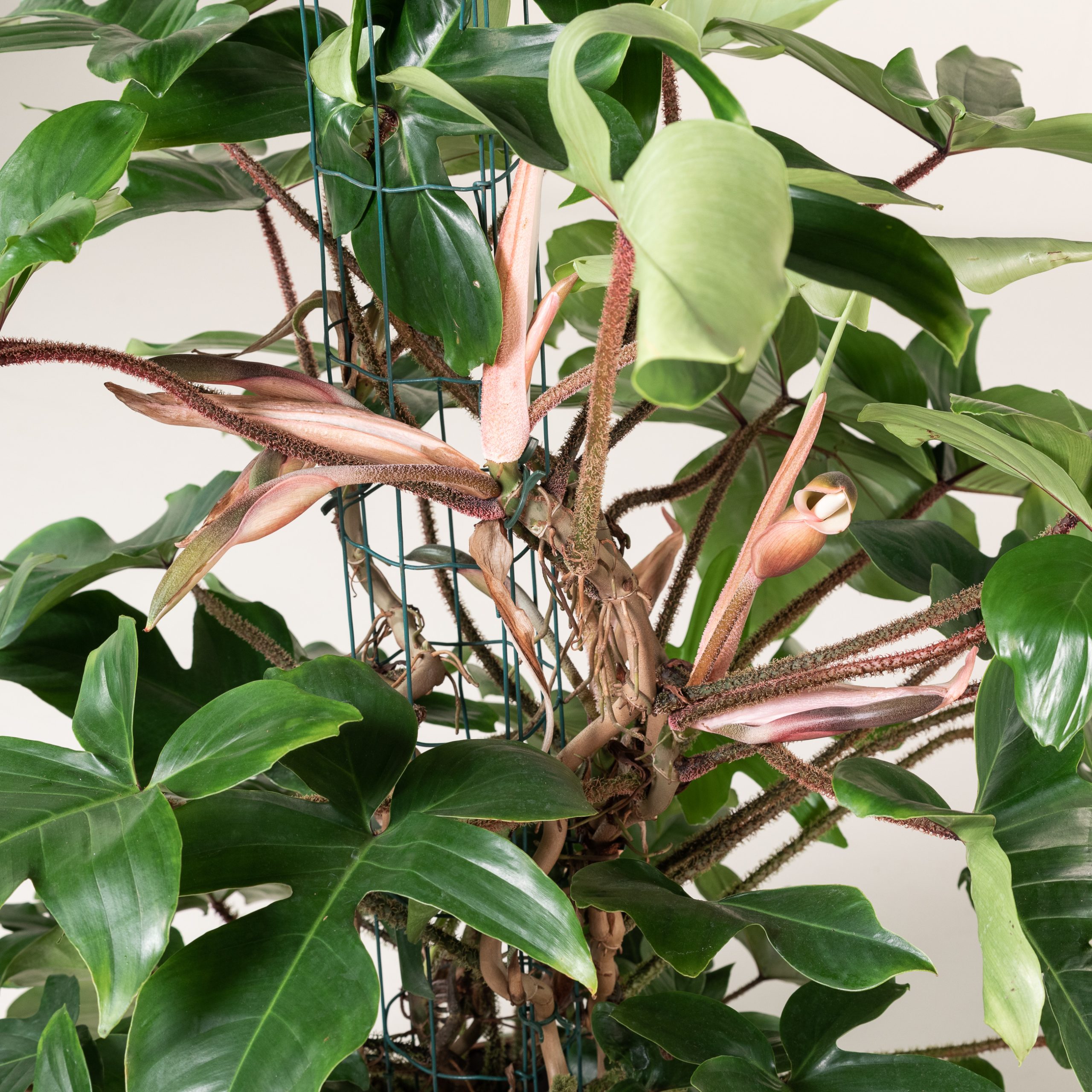 philodendron micans large Philodendron Velvet - Philodendron Micans main image 0