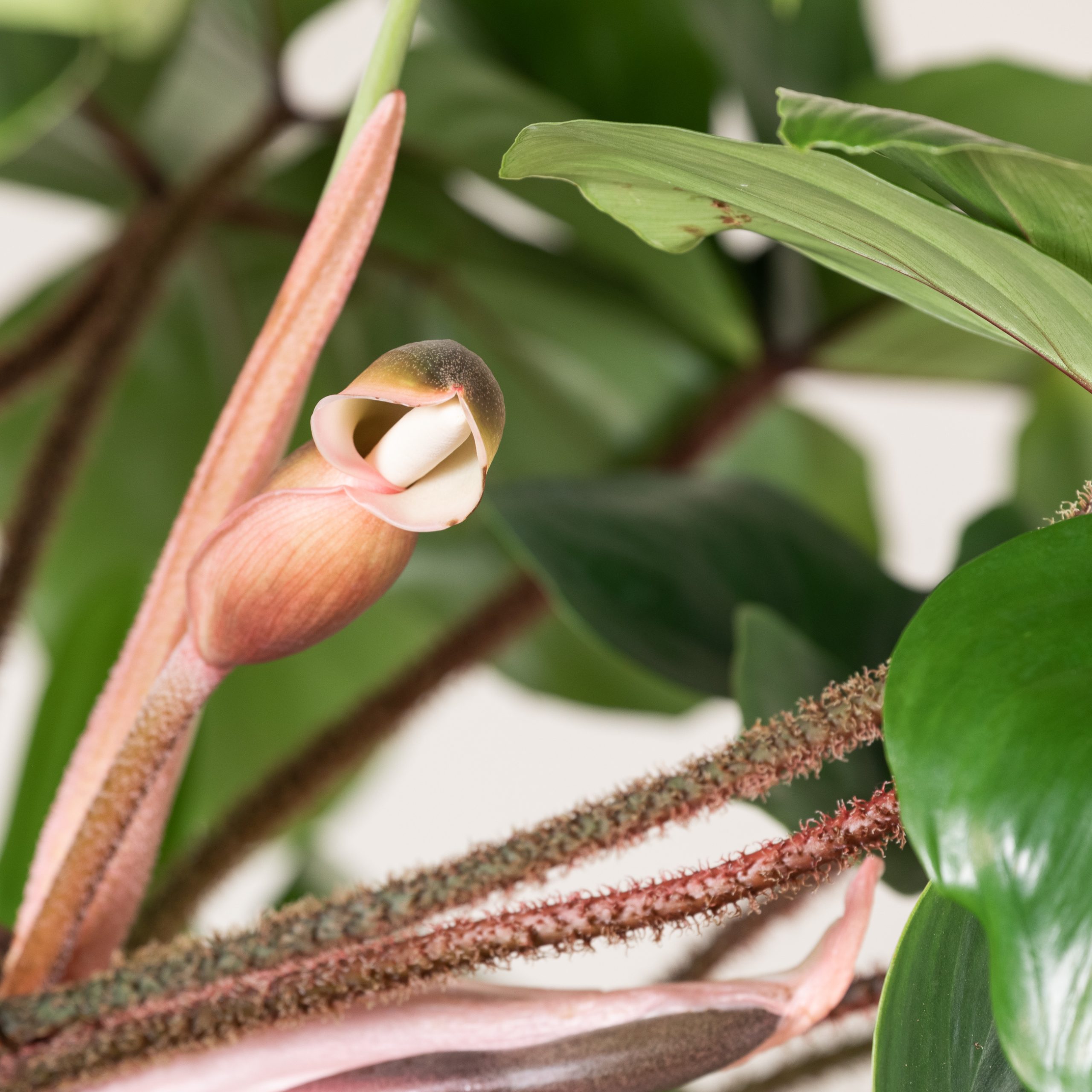 Philodendron squamiferum - Hairy Philodendron | The Palm Centre