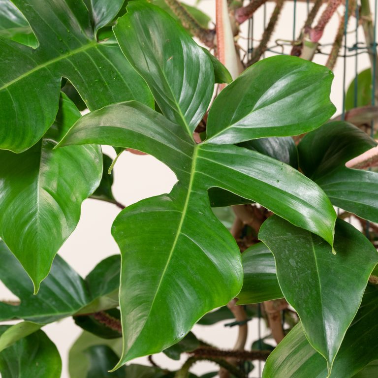 Philodendron squamiferum - Hairy Philodendron | The Palm Centre
