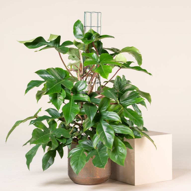 Philodendron squamiferum - Hairy Philodendron | The Palm Centre