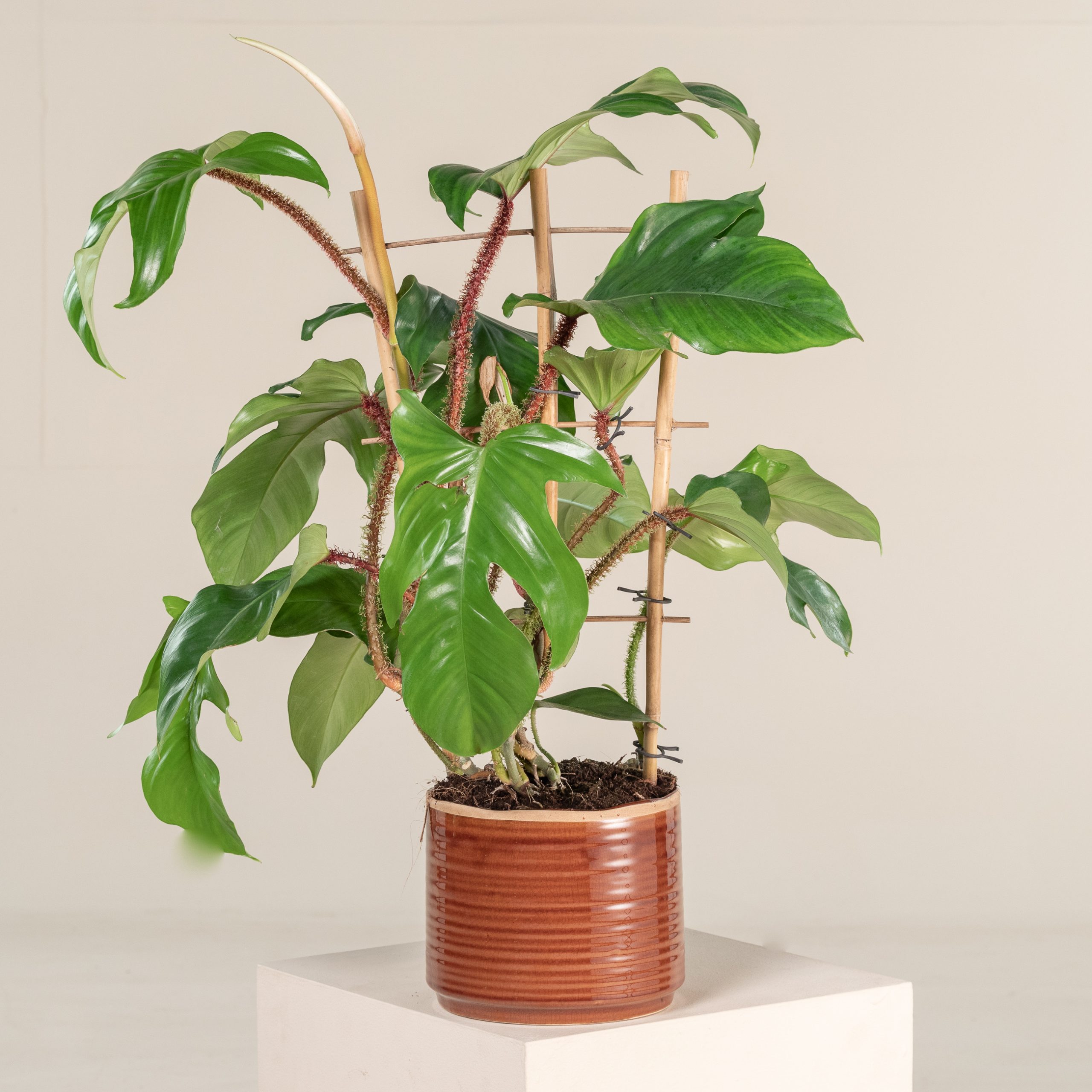 Philodendron squamiferum - Hairy Philodendron | The Palm Centre