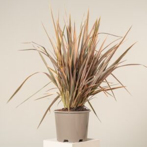 Phormium 'Sundowner'