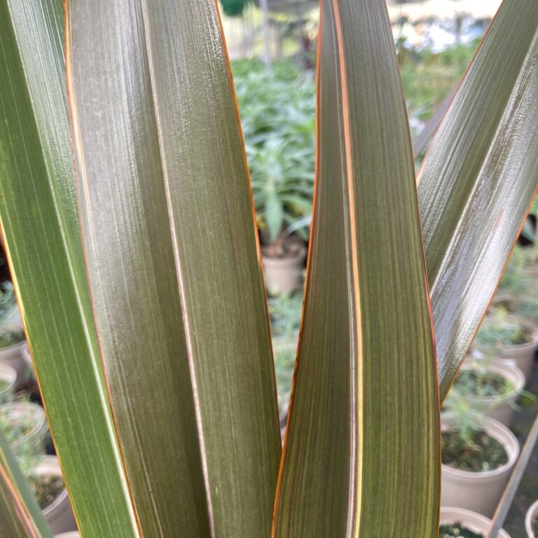 Phormium ‘Sundowner’