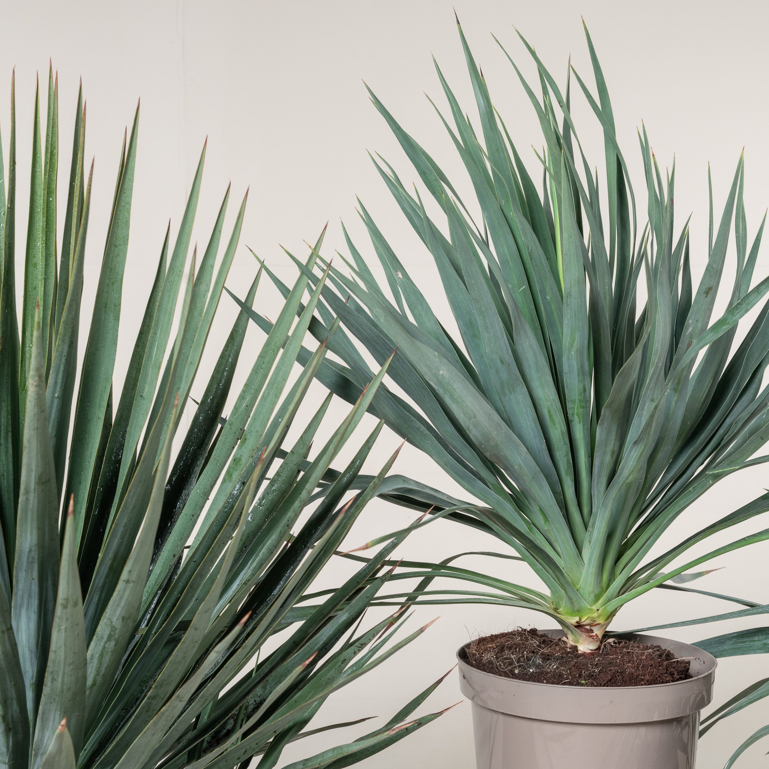 Yucca gloriosa - Image 3