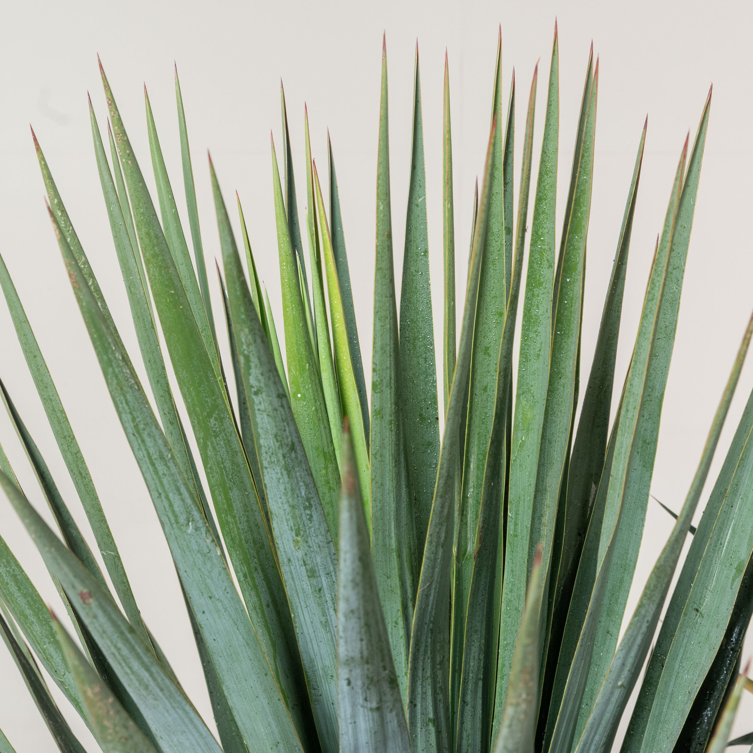 Yucca gloriosa - Image 2