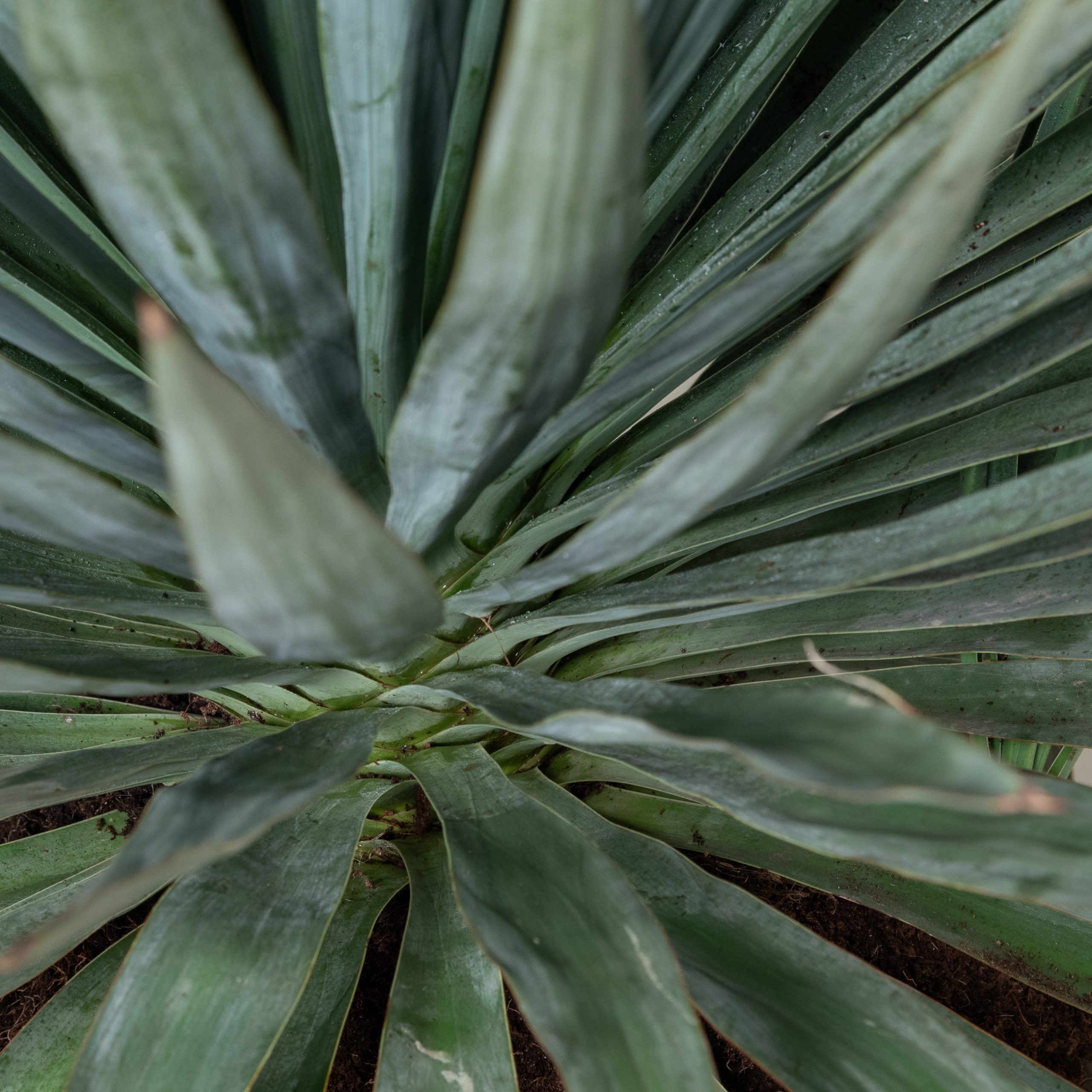 Yucca gloriosa - Image 4