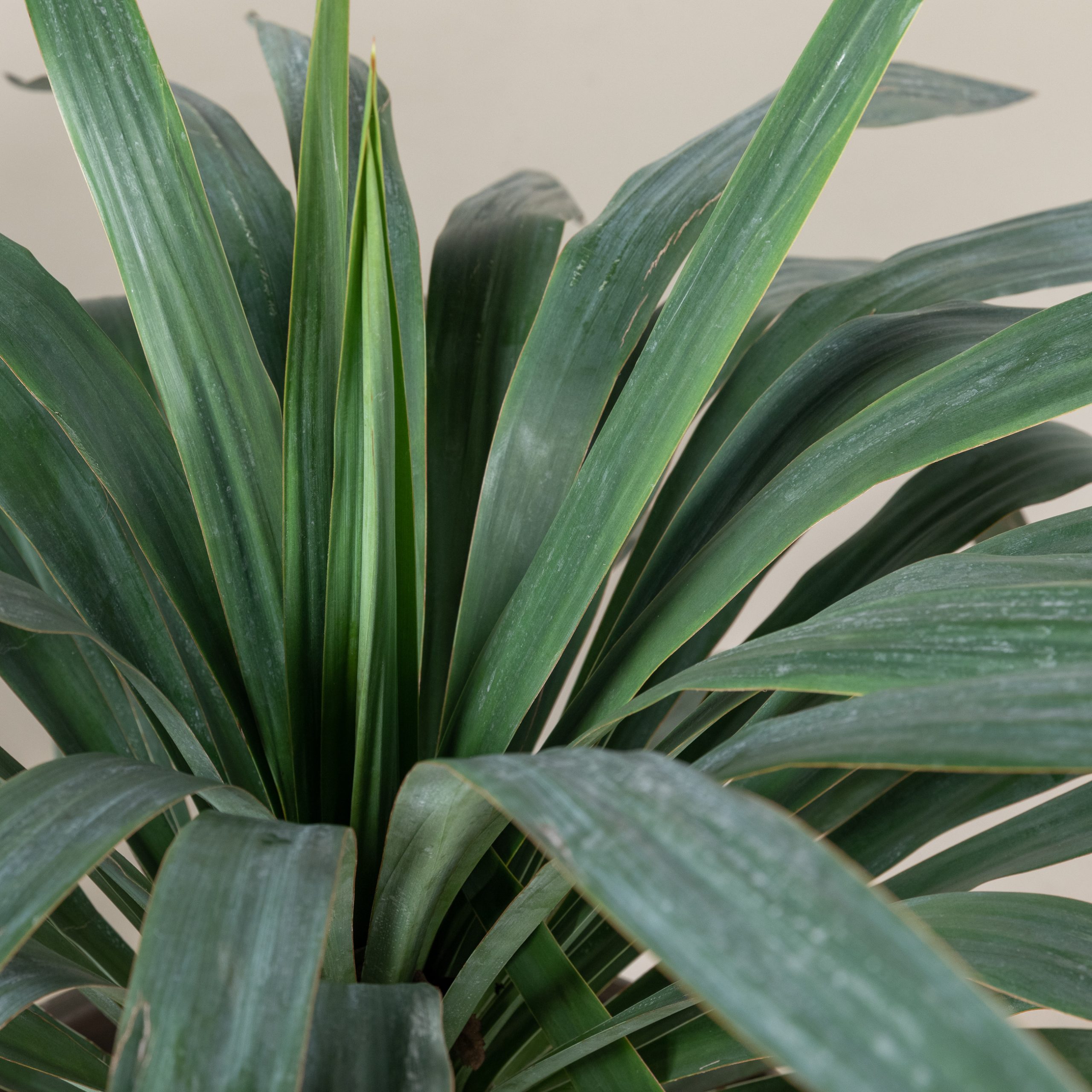 Yucca gloriosa - Image 5