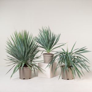 Yucca gloriosa