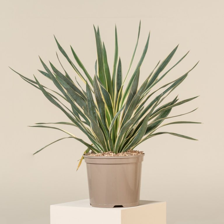 Yucca gloriosa ‘Variegata’
