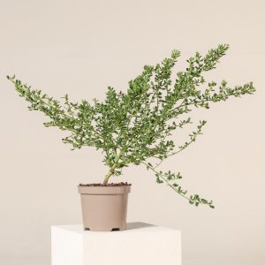Ceanothus thyrsiflorus 'Skylark'