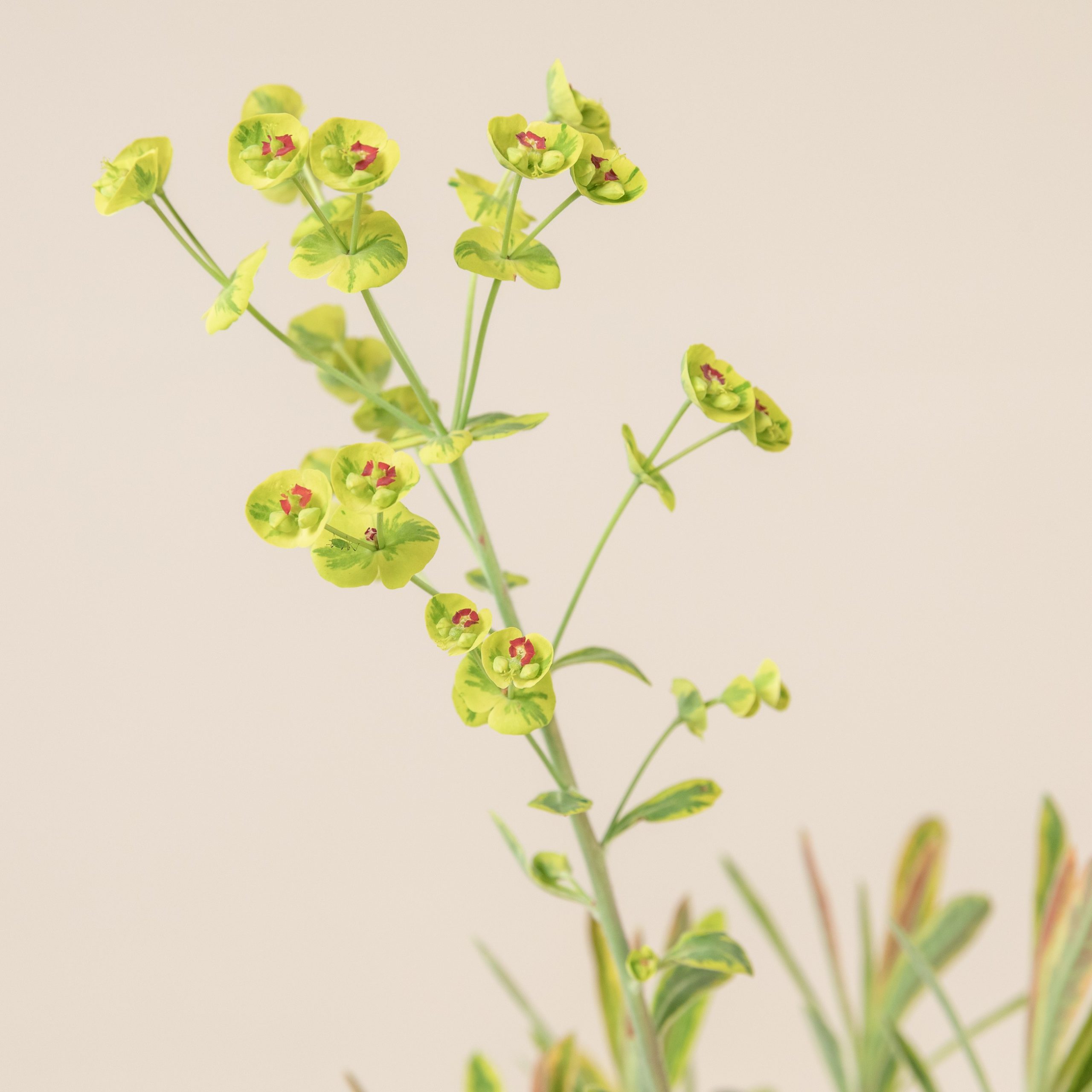 Euphorbia amygdaloides 'Ascott Rainbow'