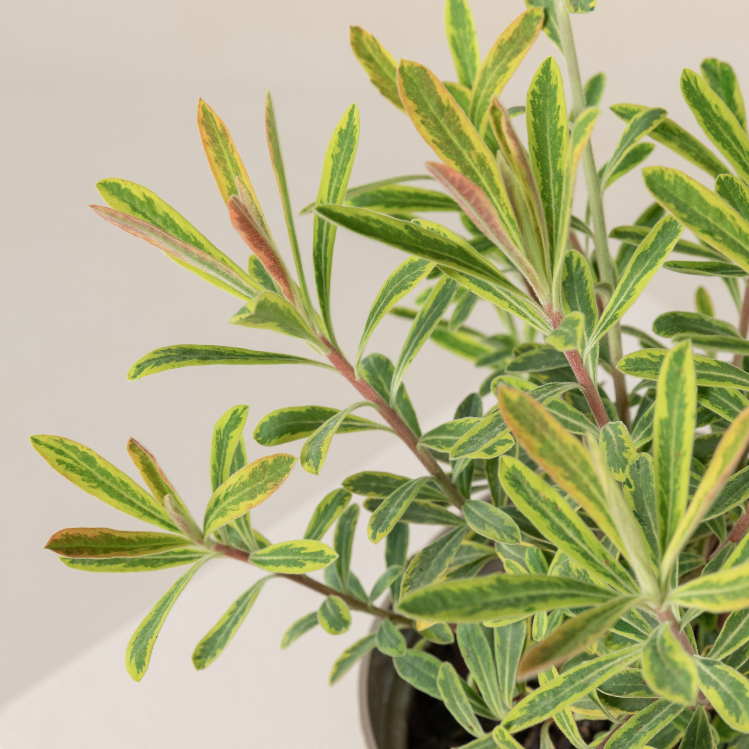 Euphorbia amygdaloides 'Ascott Rainbow'