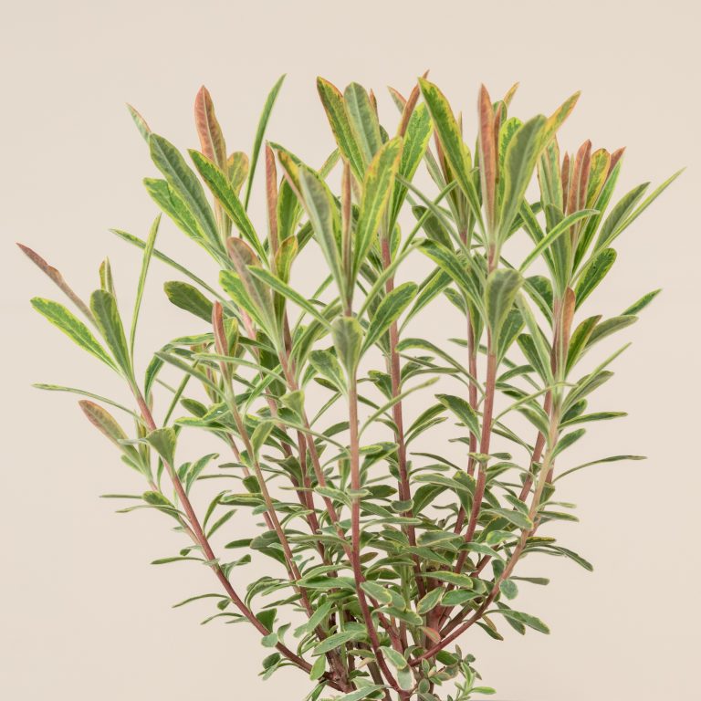 Euphorbia amygdaloides 'Ascott Rainbow'