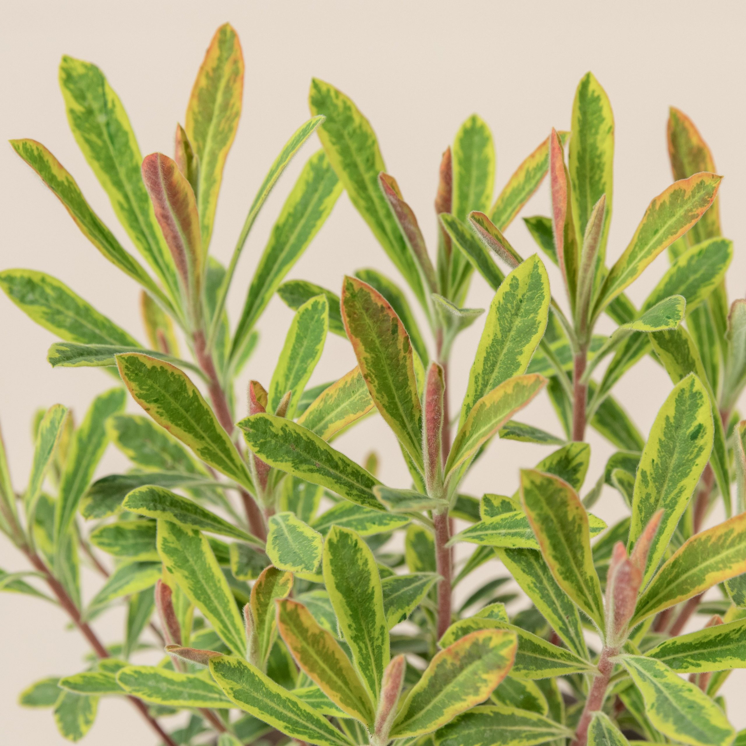 Euphorbia amygdaloides 'Ascott Rainbow'