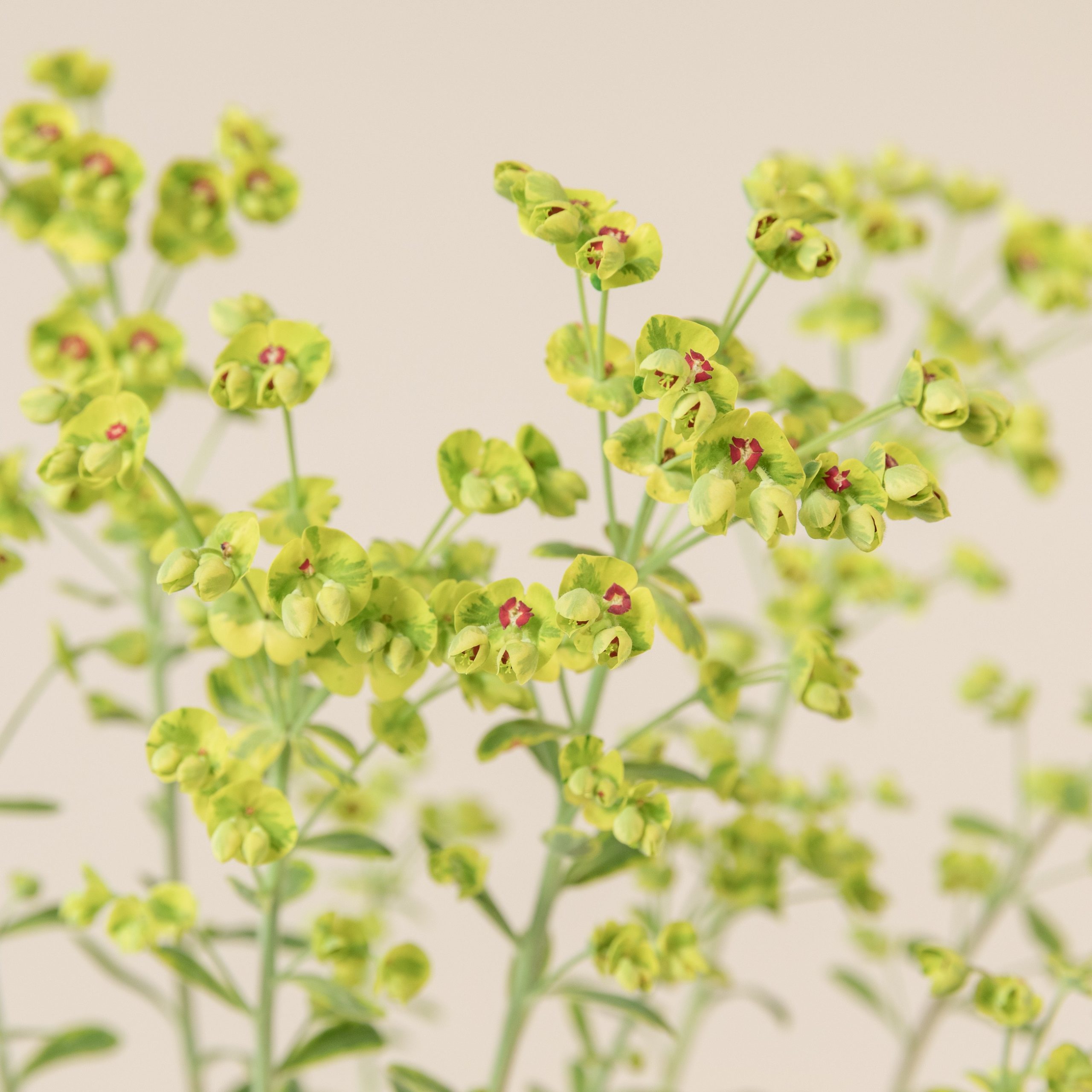 Euphorbia amygdaloides 'Ascott Rainbow'