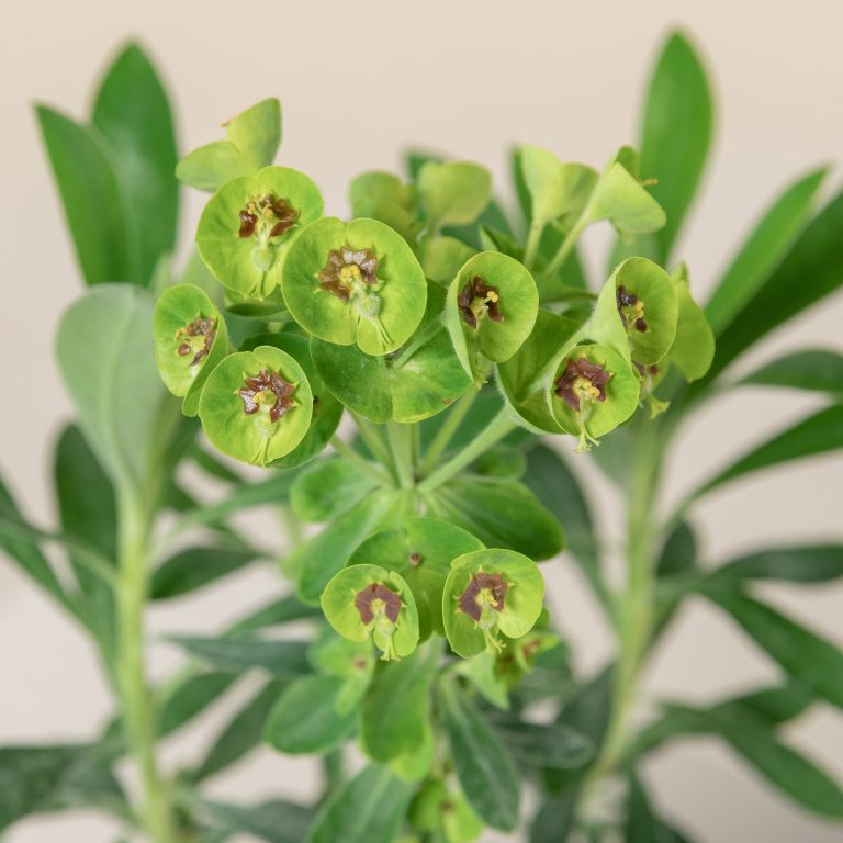 Euphorbia characias 'Humpty Dumpty'