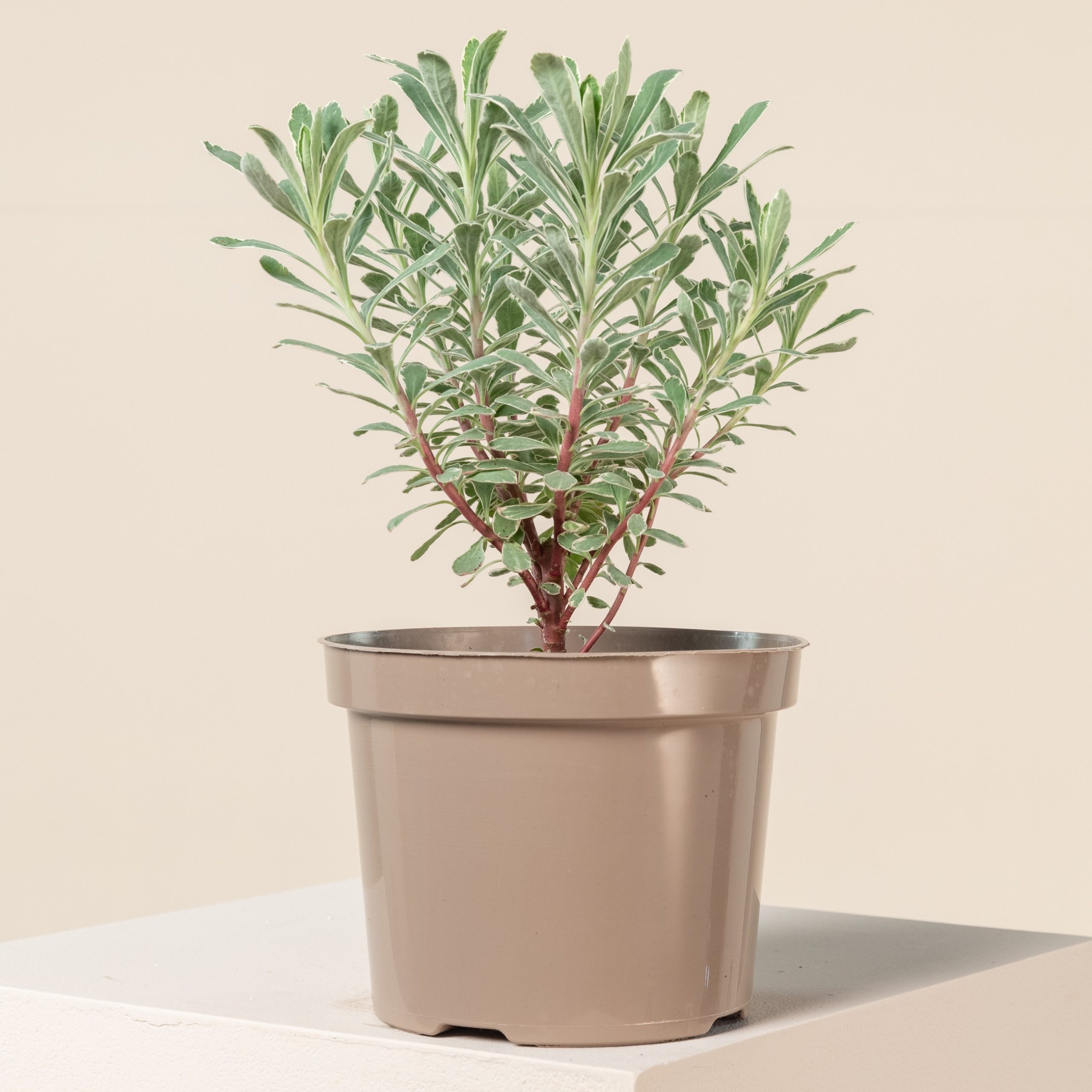 light with plant Full Spectrum Indoor Plant Grow Light | Grow Lamp main image 0