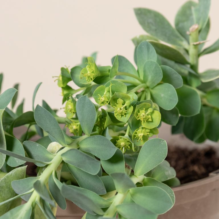 Euphorbia myrsinites