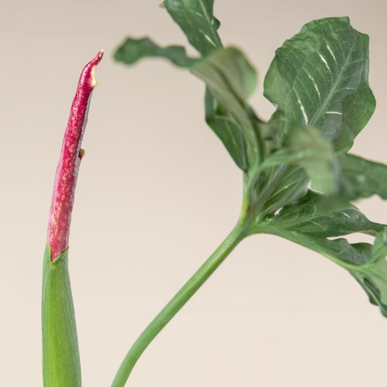 Dracunculus vulgaris