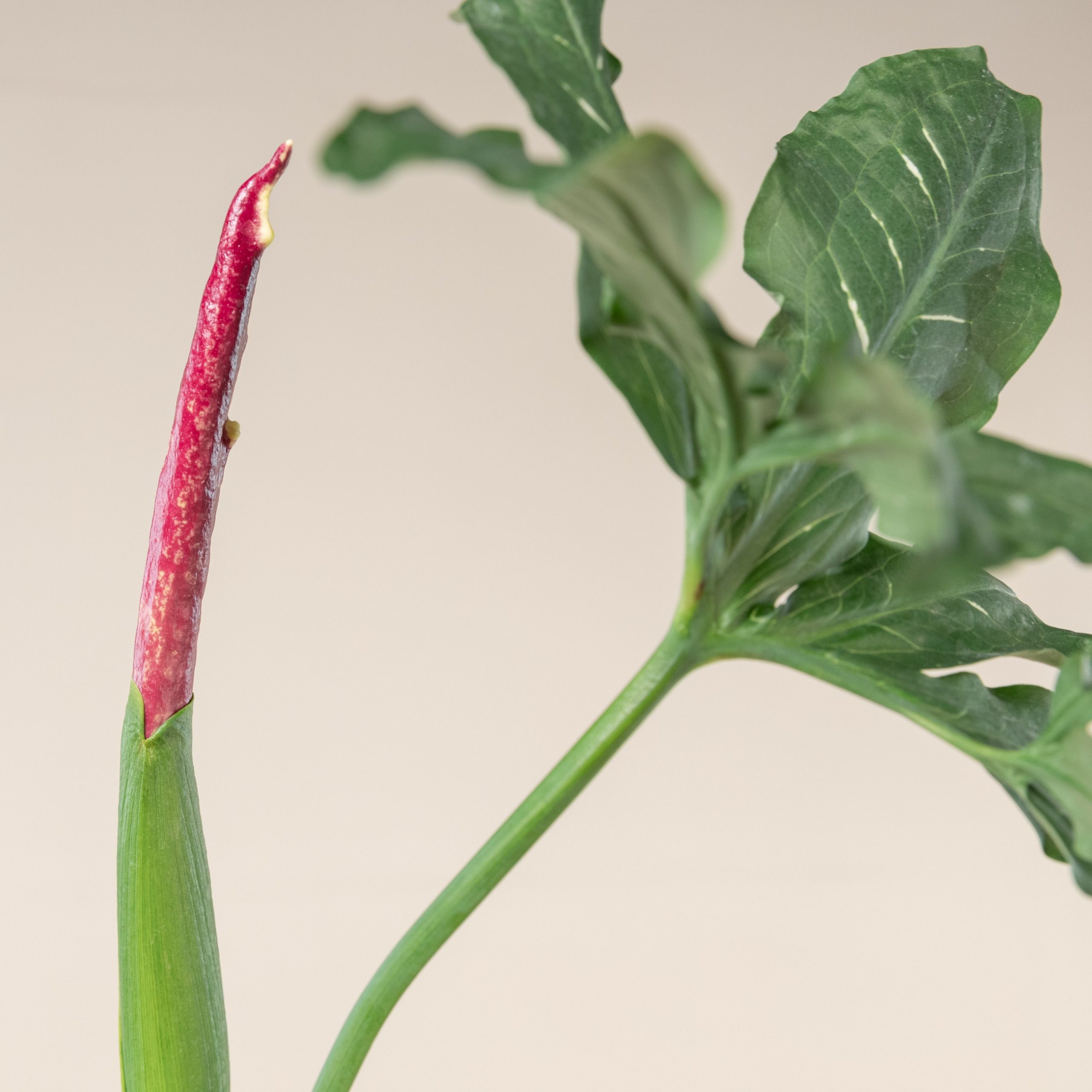 Dracunculus vulgaris