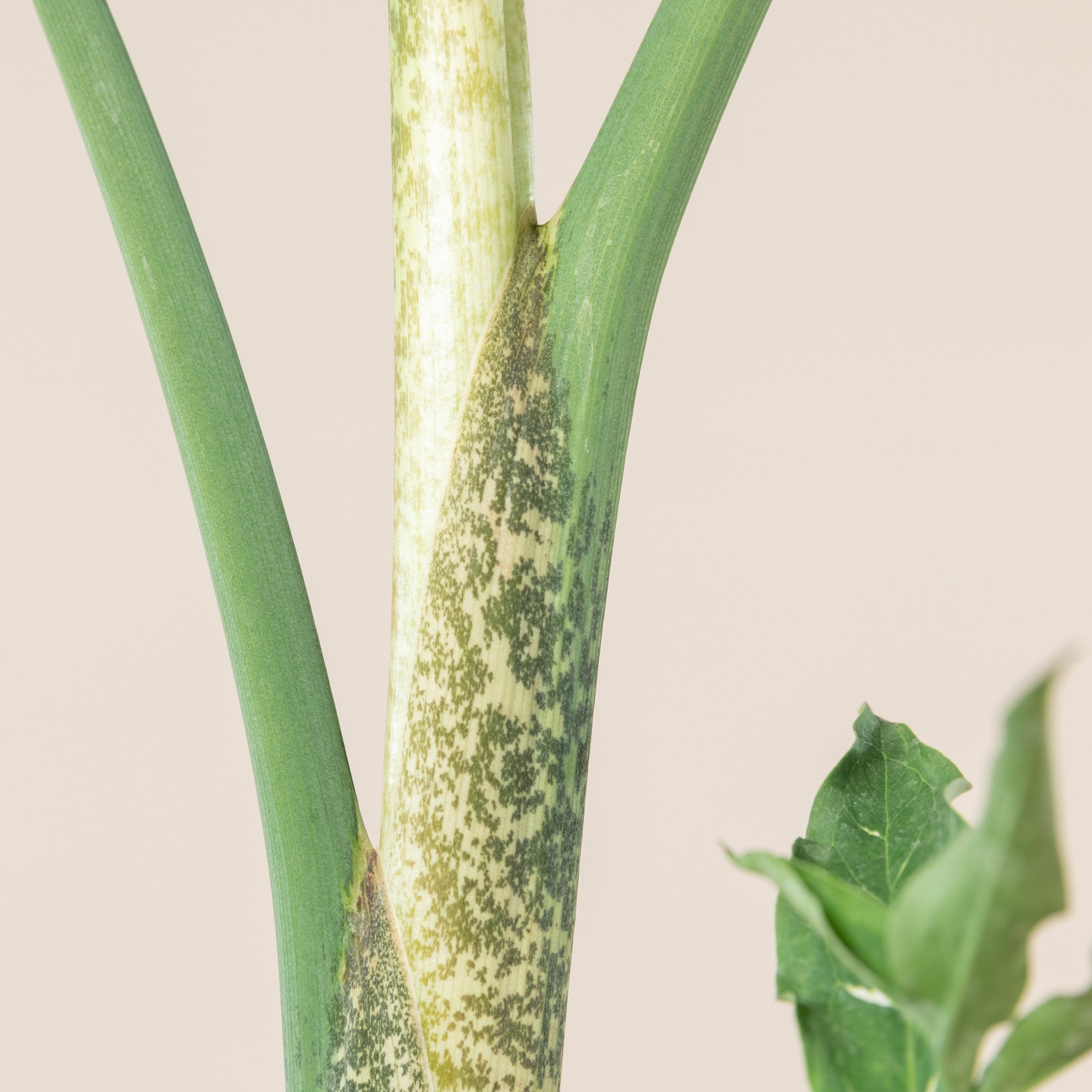 Dracunculus vulgaris