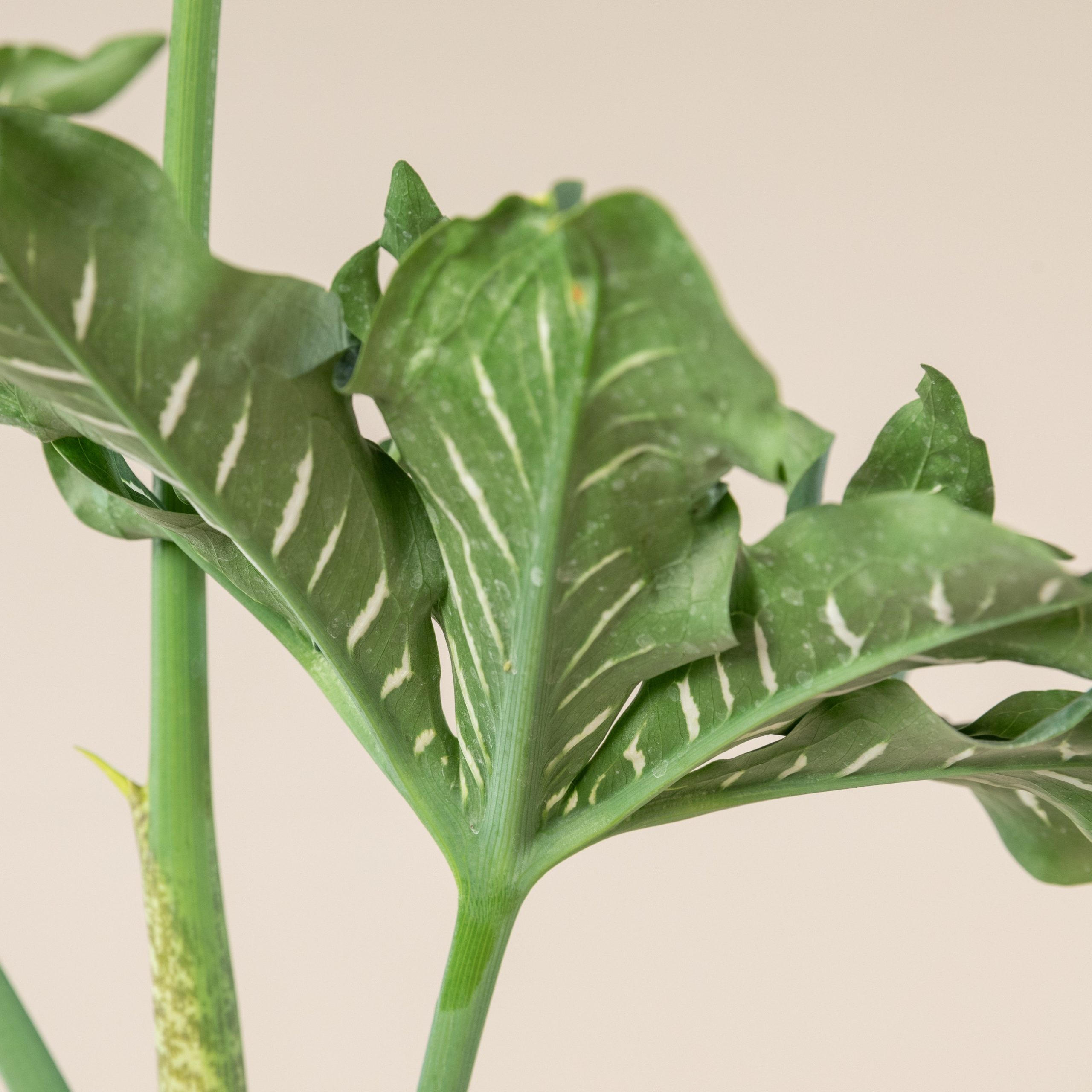 Dracunculus vulgaris