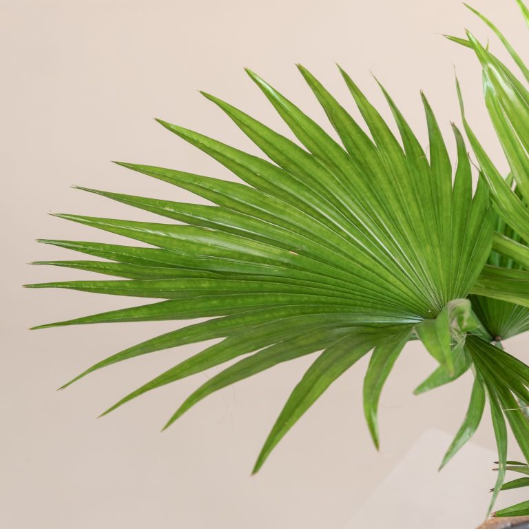 Brown leaves tips