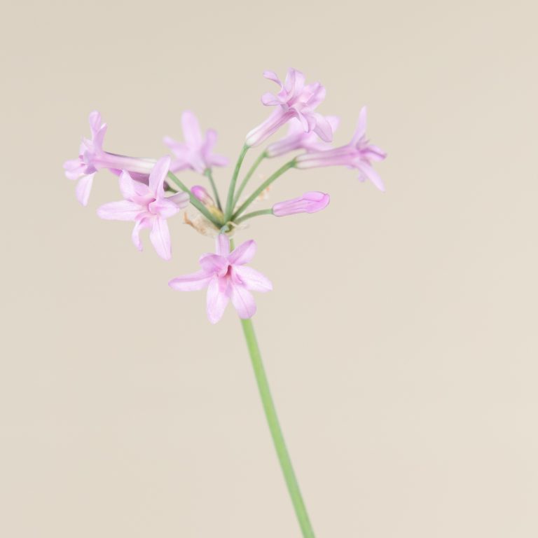 Tulbaghia violacea