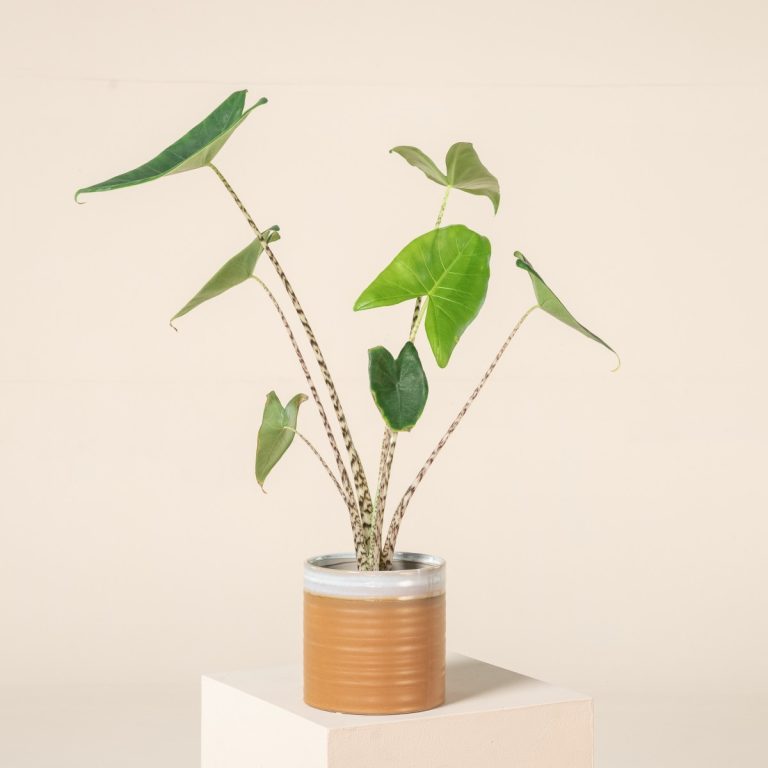 Alocasia zebrina - The Zebra Plant | The Palm Centre