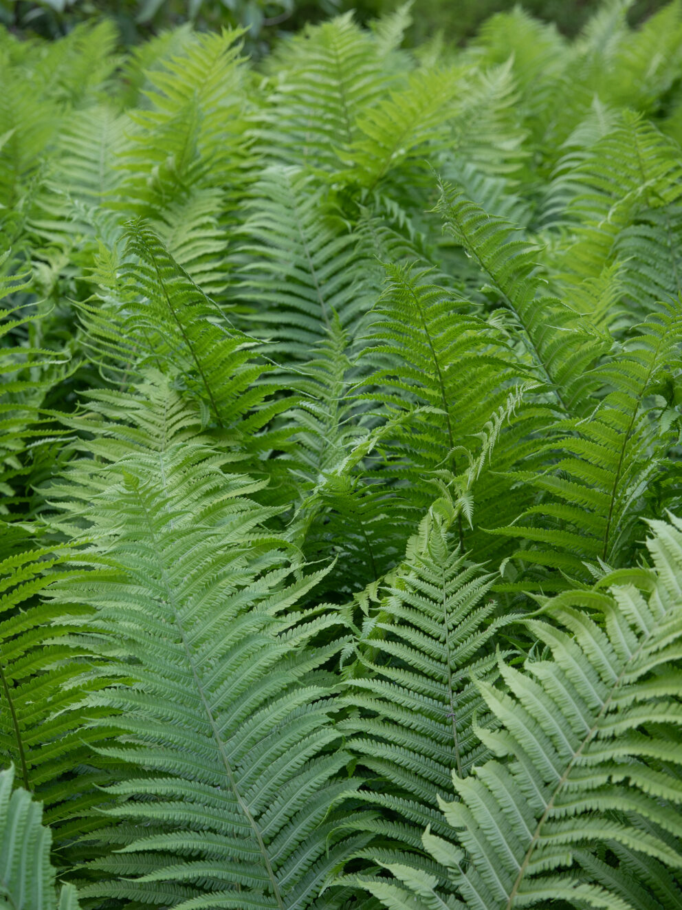 Great value for money, looking forward to seeing the fronds appear in the spring.
