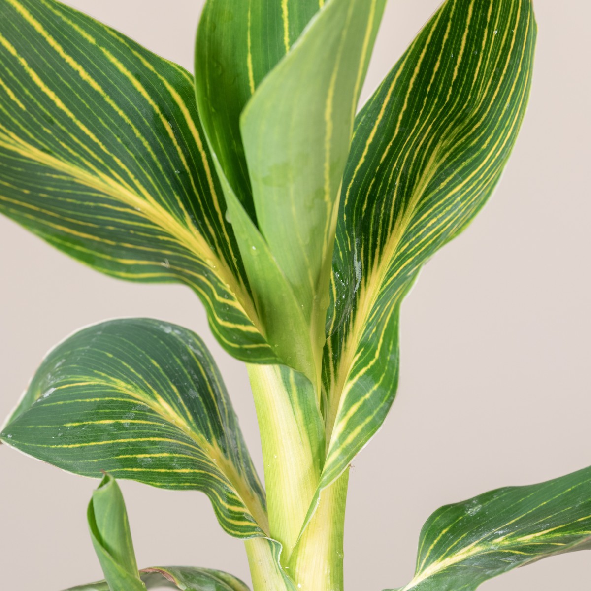 Canna 'Tropicanna Gold'