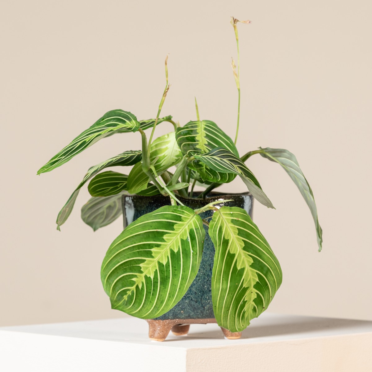 calathea oppenheimiana care Calathea Ctenanthe oppenheimiana ‘Tricolor’ main image 1