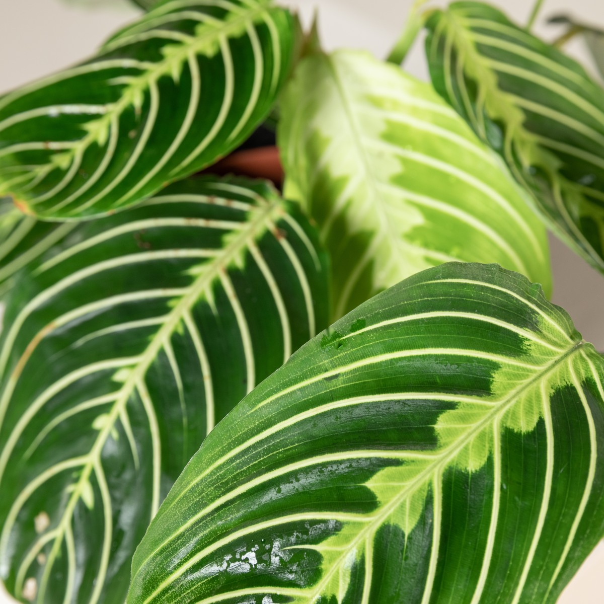 efeutute bestellen Epipremnum Aureum (Efeutute) kaufen? | Hängepflanze