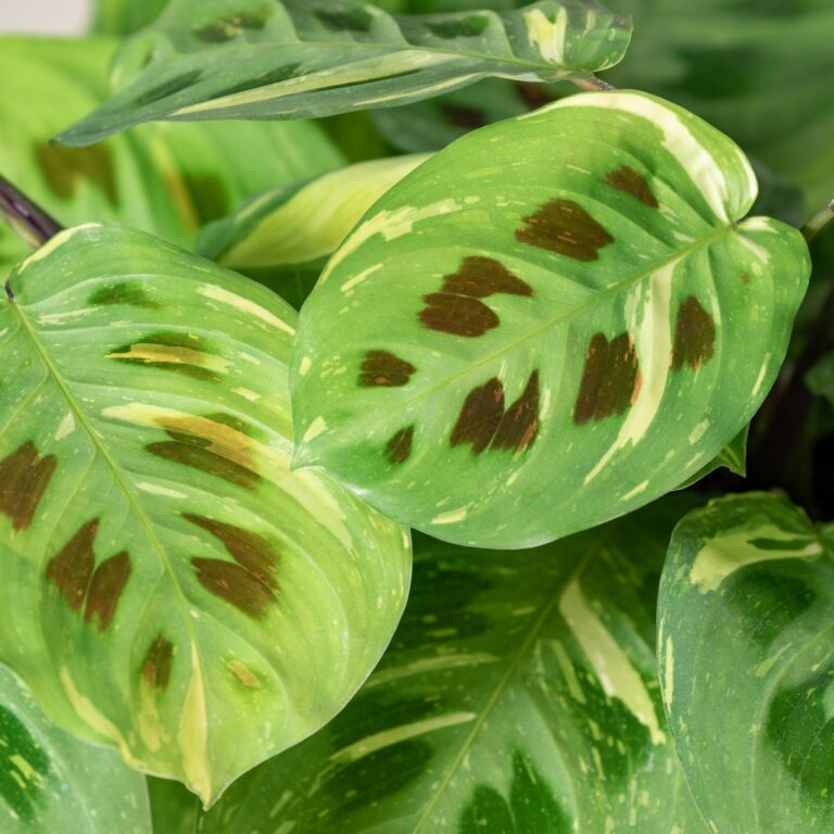 calathea princess Calathea Rosceapicta Jessey Princess – Coollective Plants